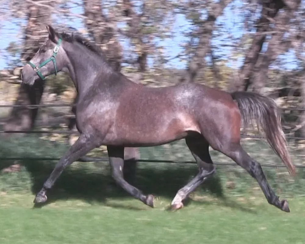 Northern Mist - 3 1/2 yrs. old Sept., 2021