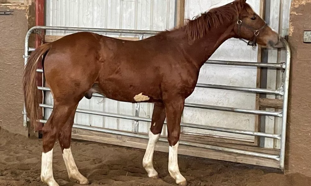 2021 KWPN NA Gelding