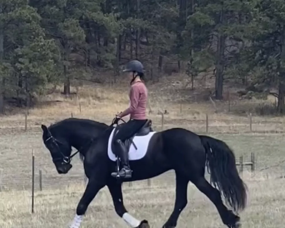 Dior ridden in field