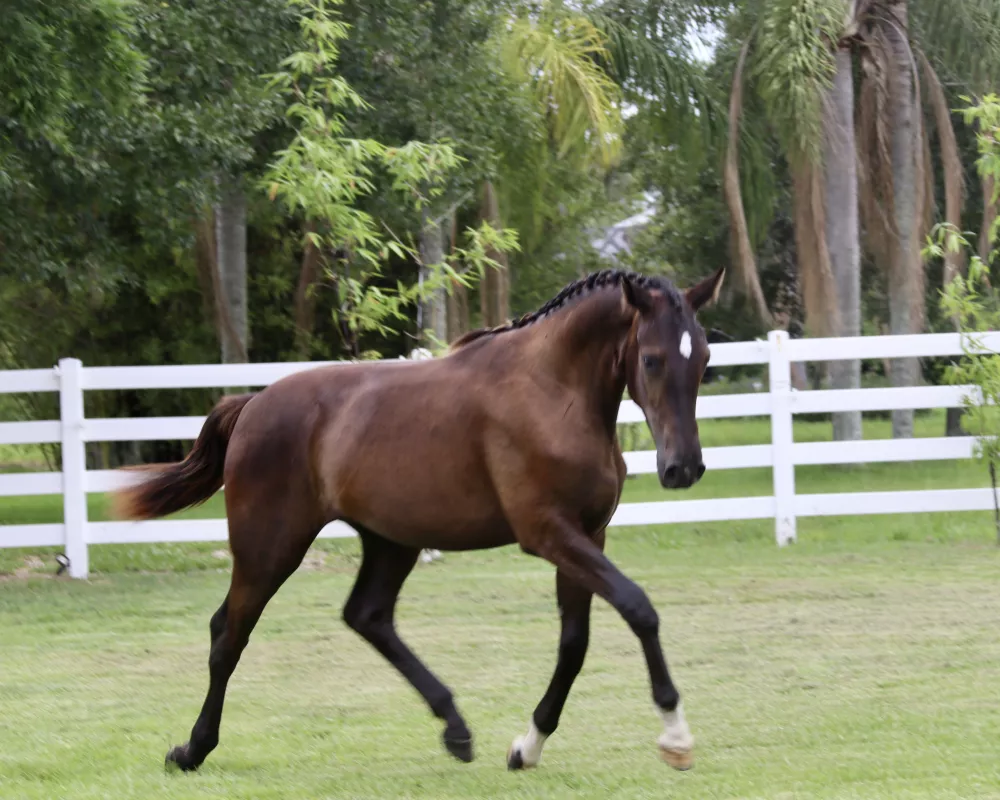 Swedish filly by Black Coffee