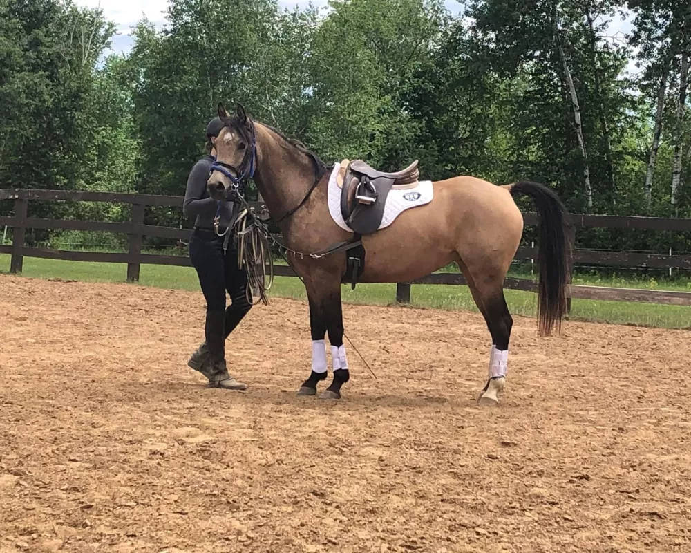 THIS PONY DOES IT ALL