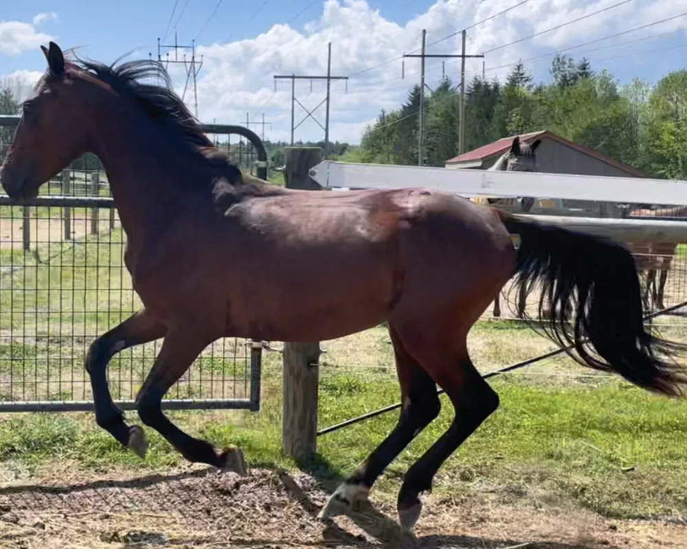 Merlin at the canter 