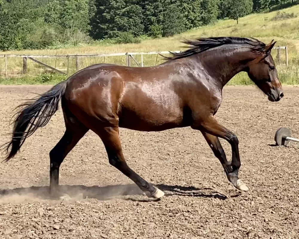 Finn, straight out of pasture