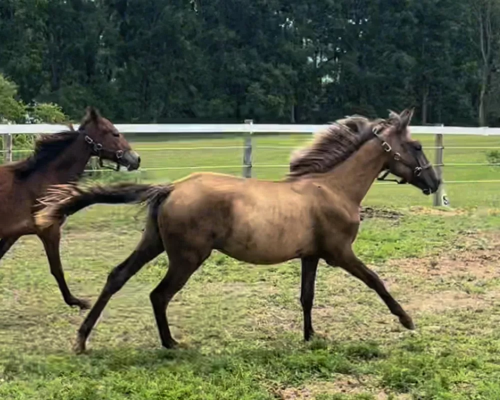 Coraline at the canter