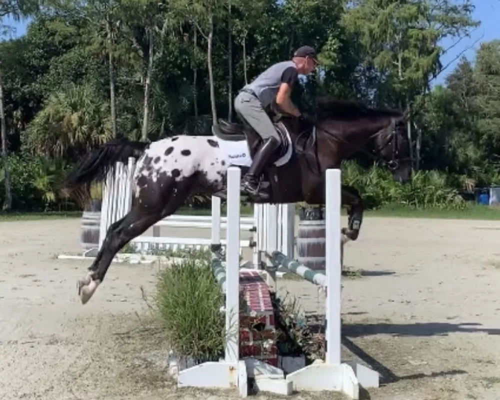 Wapz Masterpiece jumping 
