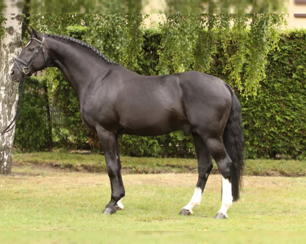 Rotspon (sire)