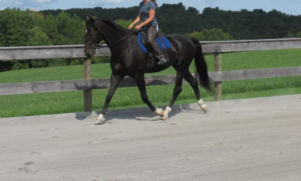 Absolutely gorgeous young DHH prospect with an incredible personality. Potential to go in any direction and perfectly suited for AA or Junior riders. 