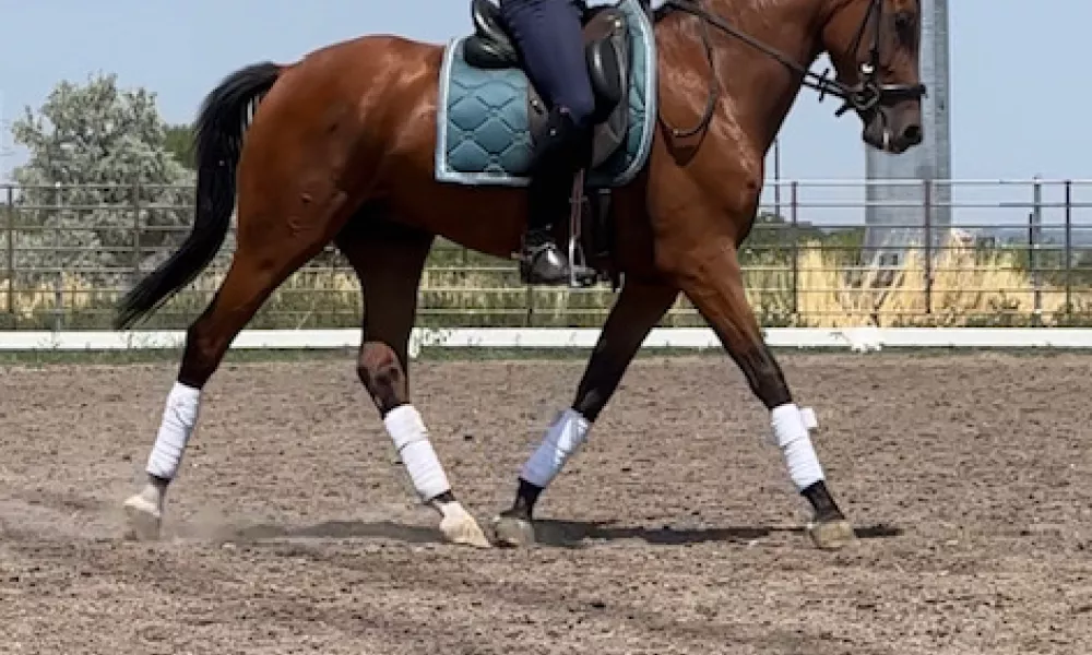 Wolfie Under Saddle