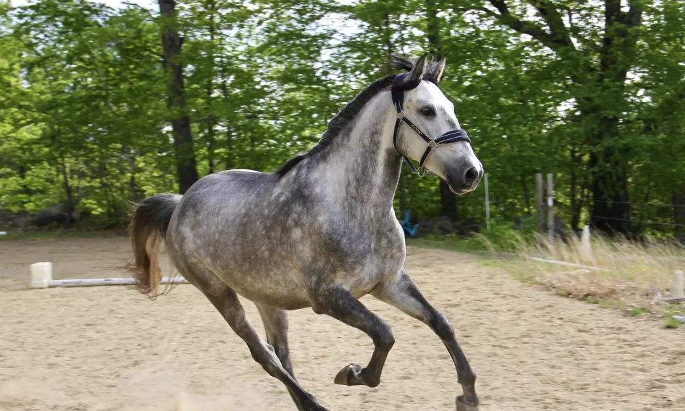 2018 Gray Lusitano Gelding cantering in an area