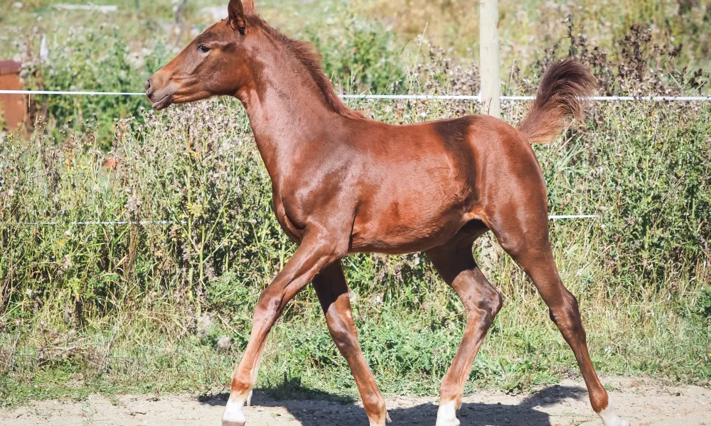 Filly by Blue Hors Monte Carlo / Governor/Sandro Hit