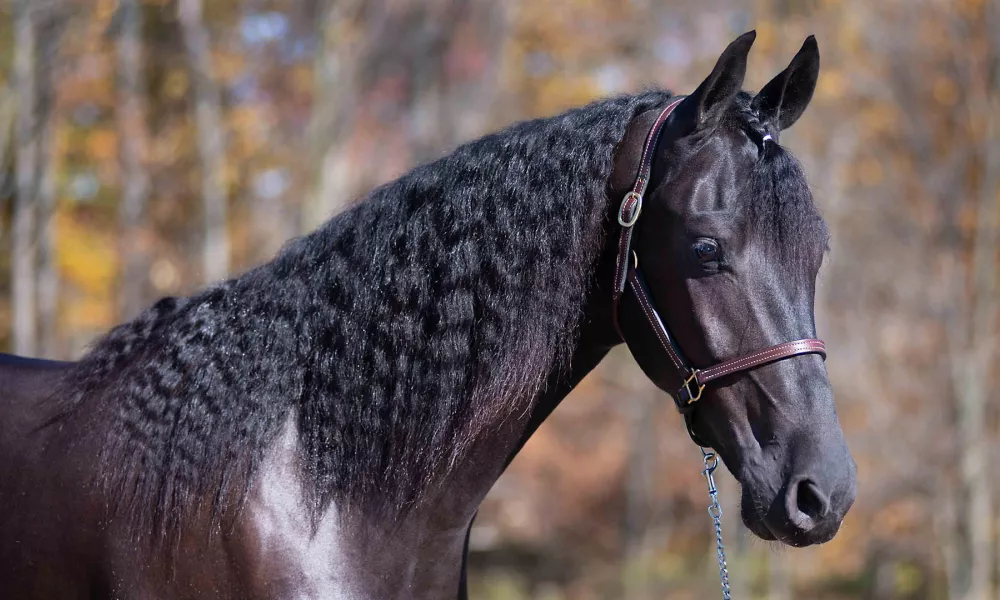 Midnight, Friesian Saddlebred Dressage Prospect