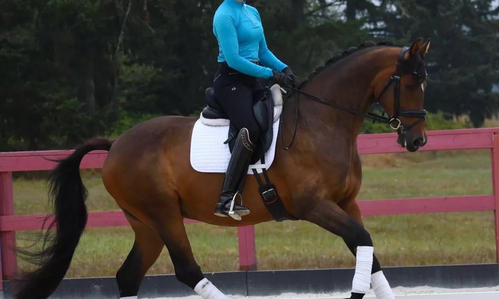 Fancy and Talented Gelding 