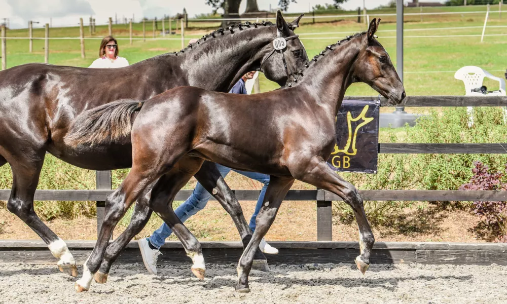 Copyright: Jess Photography  - Total Eclipse BHHS foal show 1