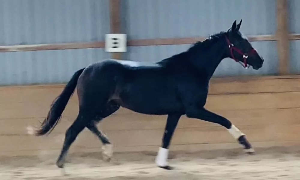 4 yr old Black Filly by For Romance