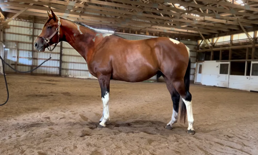 Magnus pinto Trakehner gelding