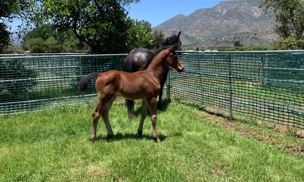 Foal photo