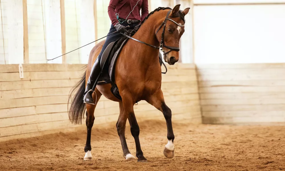 horse cantering left