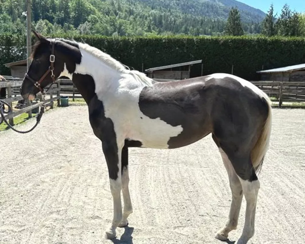Vogue As a yearling