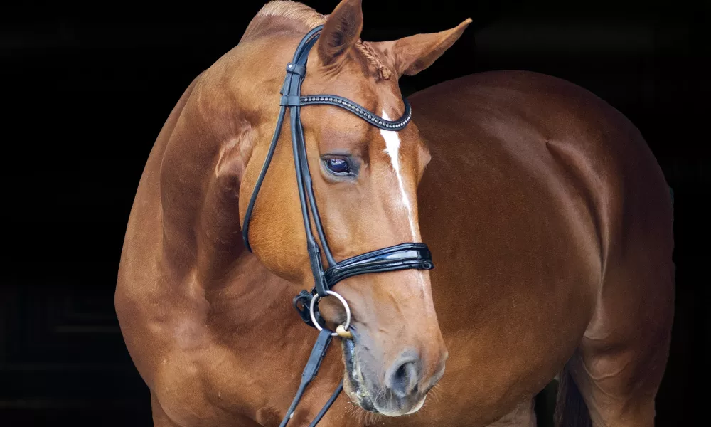 Imported Sweet, Talented & Kind 2nd/3rd level 2014 WB Gelding