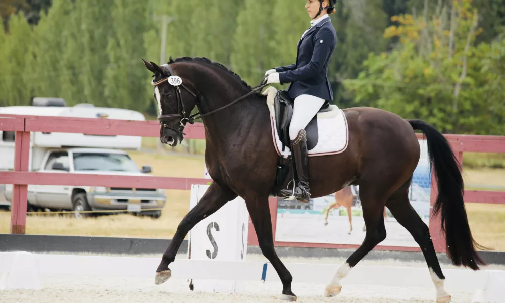 Beautiful 3rd level gelding with super talent for piaffe passage