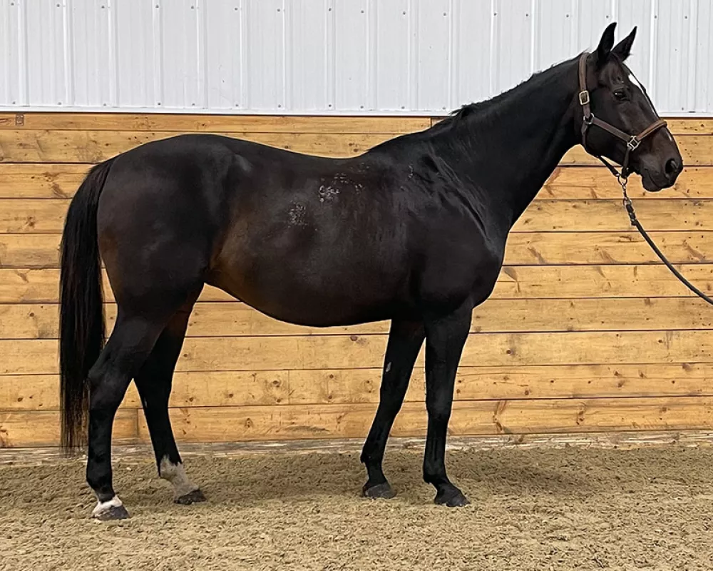 Broodmare in foal 