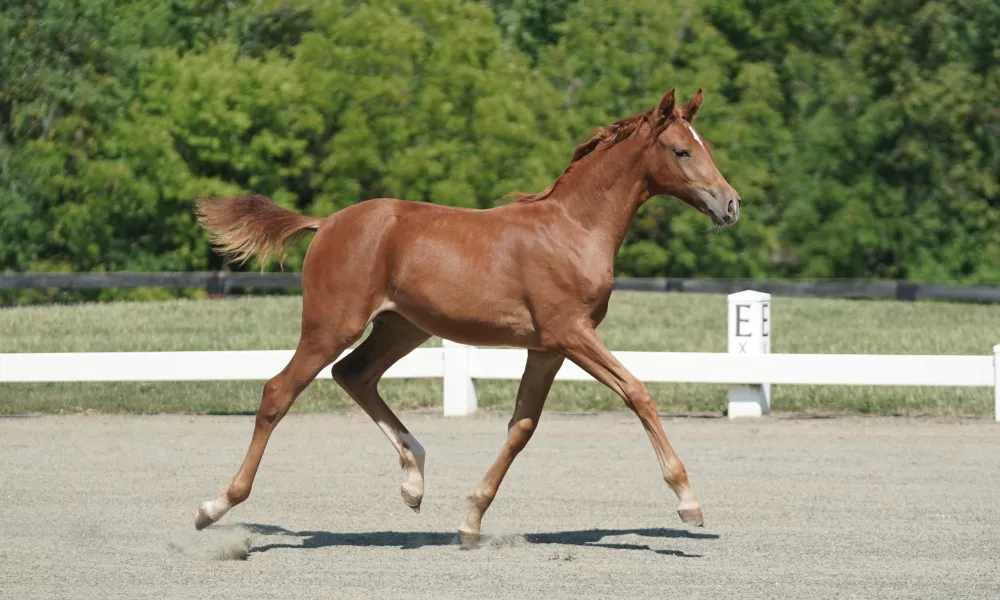 Westfalen Premium & Site Champion Filly