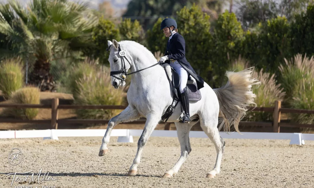 FEI Luistano gelding, 10yo