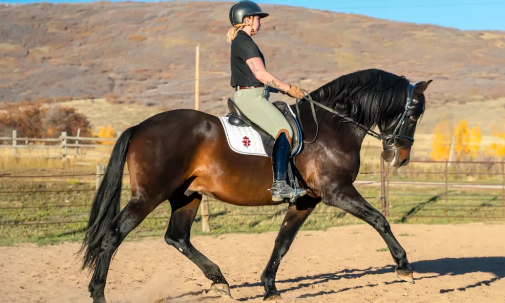 PRE dressage gelding trot