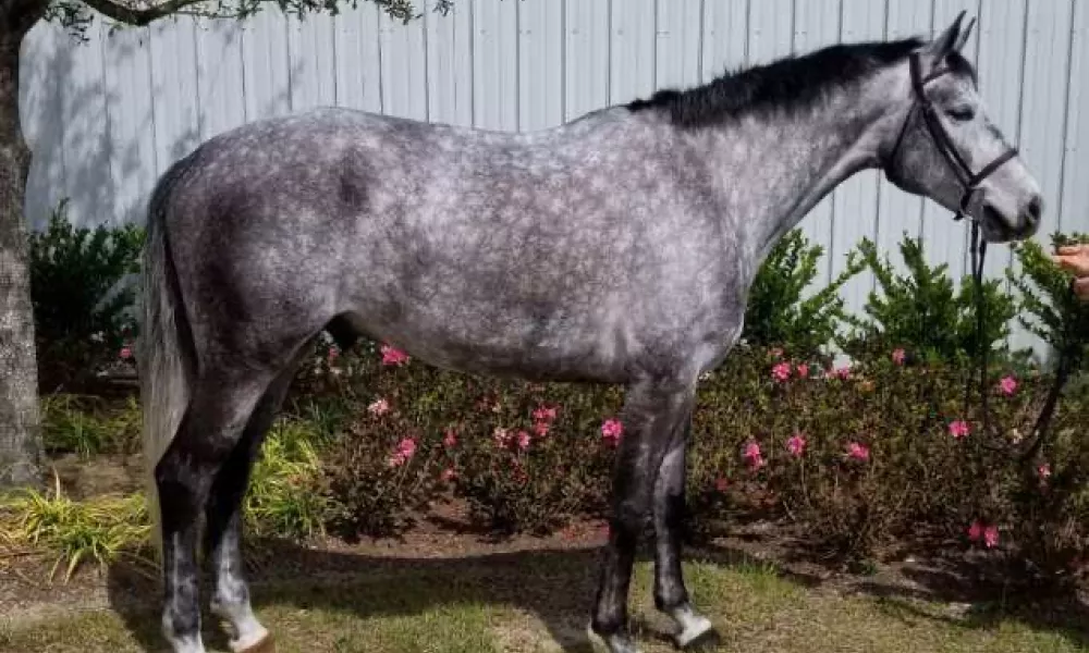 Chateau MT: Hanoverian Gelding