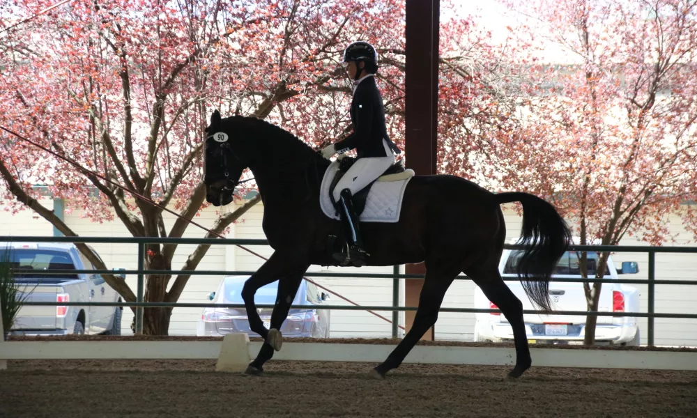 Flamenka - Bay Hanoverian Mare