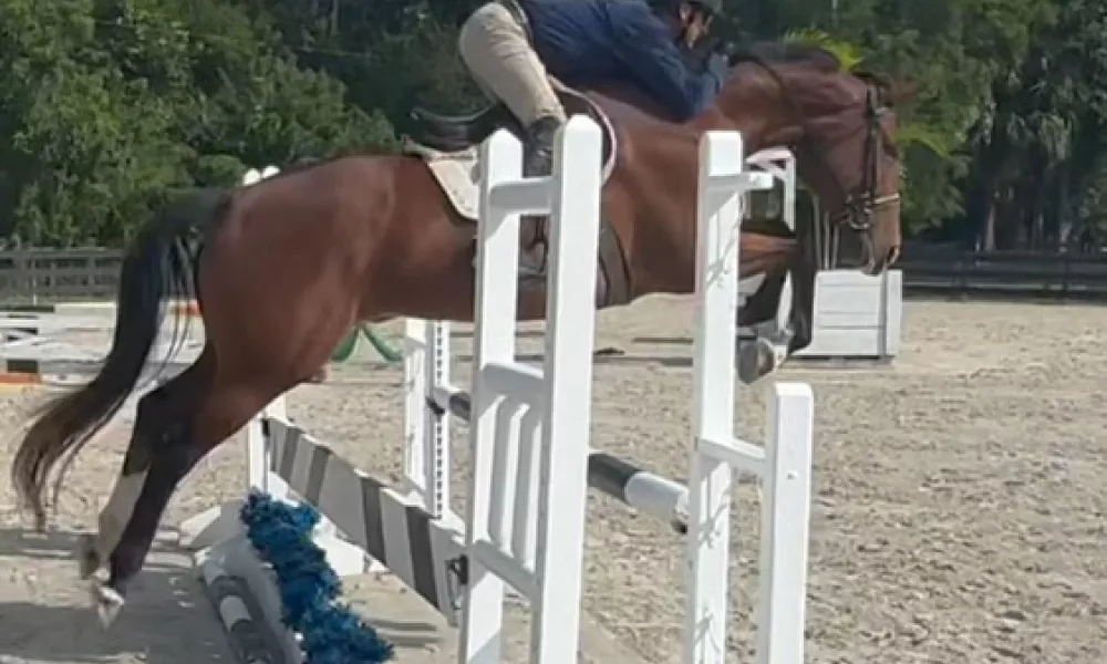 2024 jumping oxer