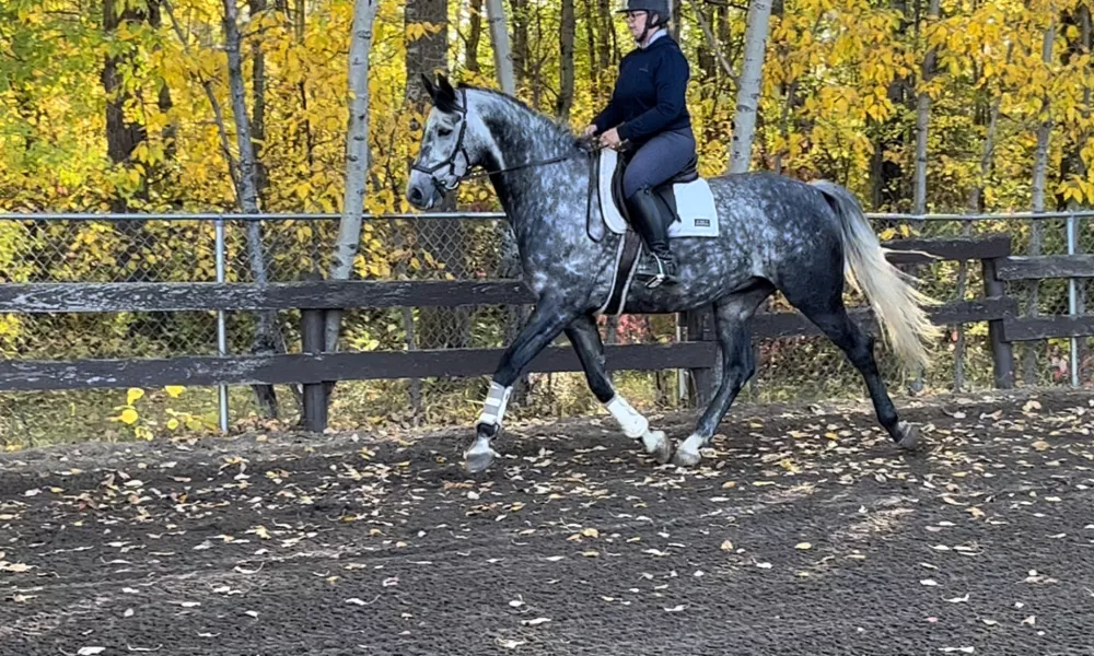 Stunning gelding