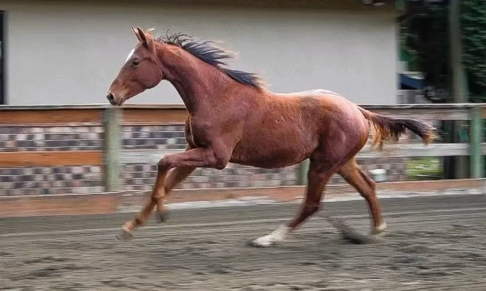 WORLD CLASS CANTER