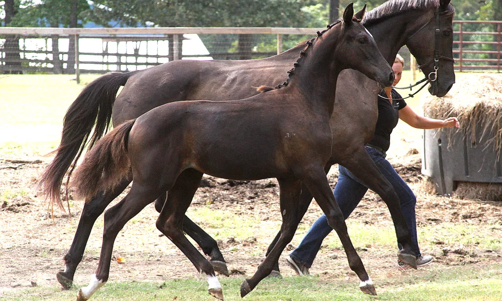 Weltkin and filly Wendy Darling