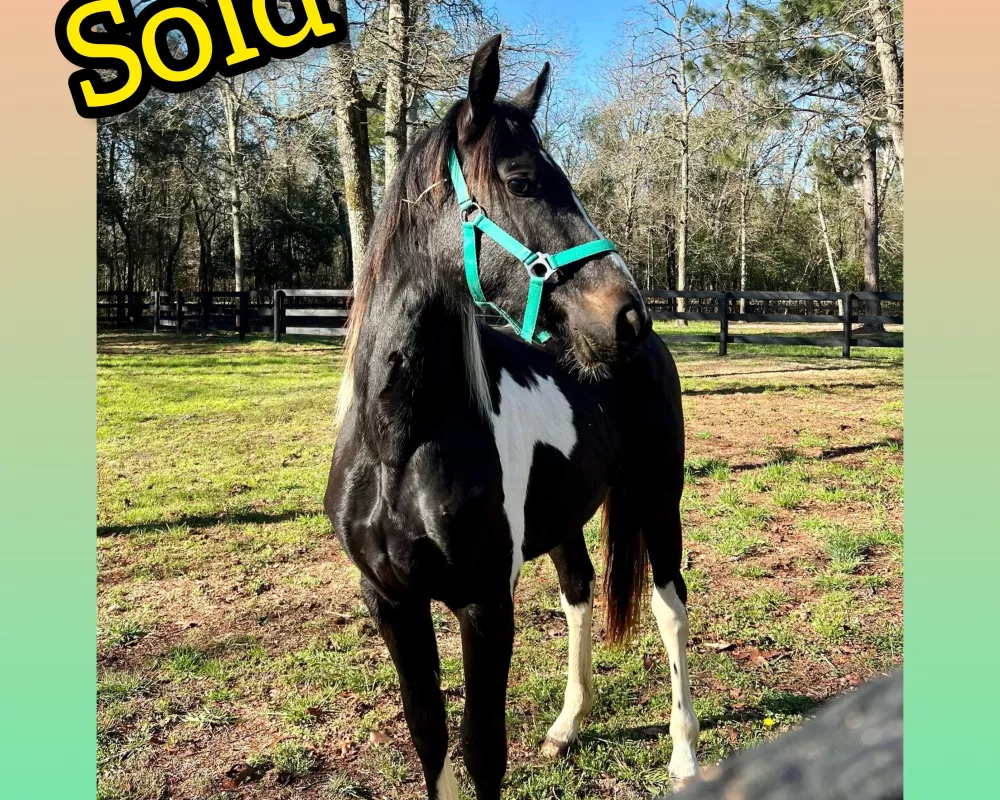 February 15th, 2023 Sashay loving her new home in SC