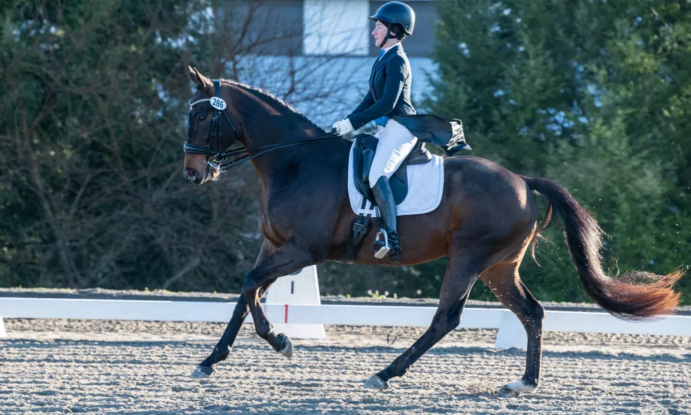 FEI Horse Cantering