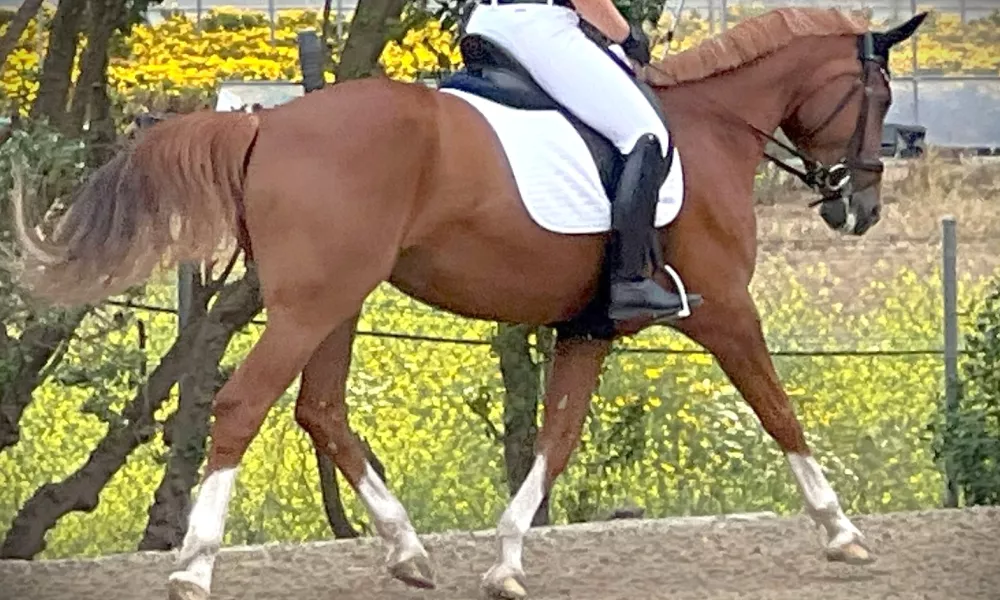 Lengthened trot