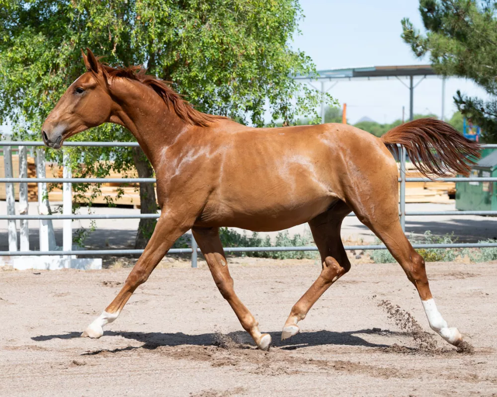 Resonance SF at 2 years old