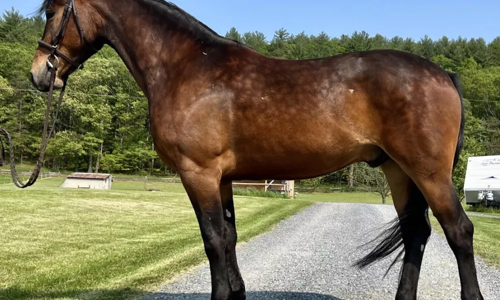 Registered 6 year old Friesian Sport Horse