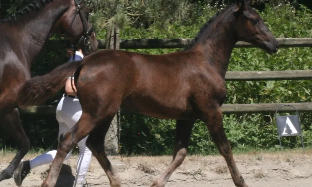 Rousanne at GOV Inspection 2022