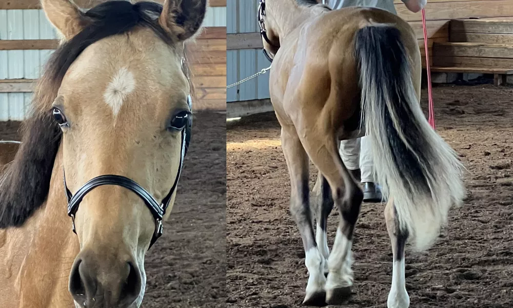 Benedict from front and rear June 2024