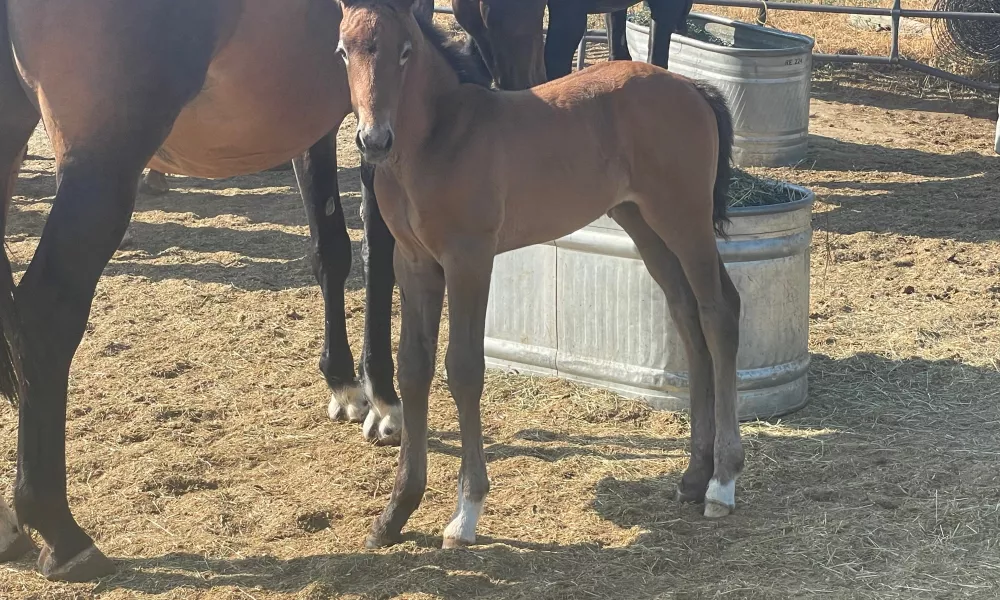 Filly foal 