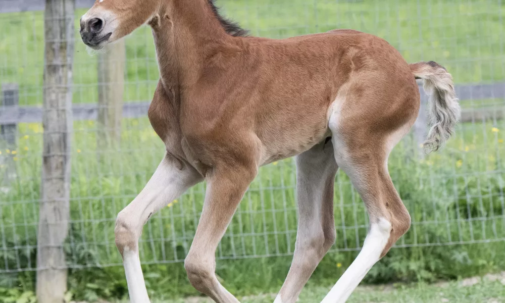 NeverEver in the pasture 2 weeks old by Lisa Cueman