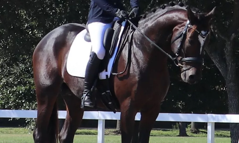 Barbarossa ridden by Anna Pierce - Halt