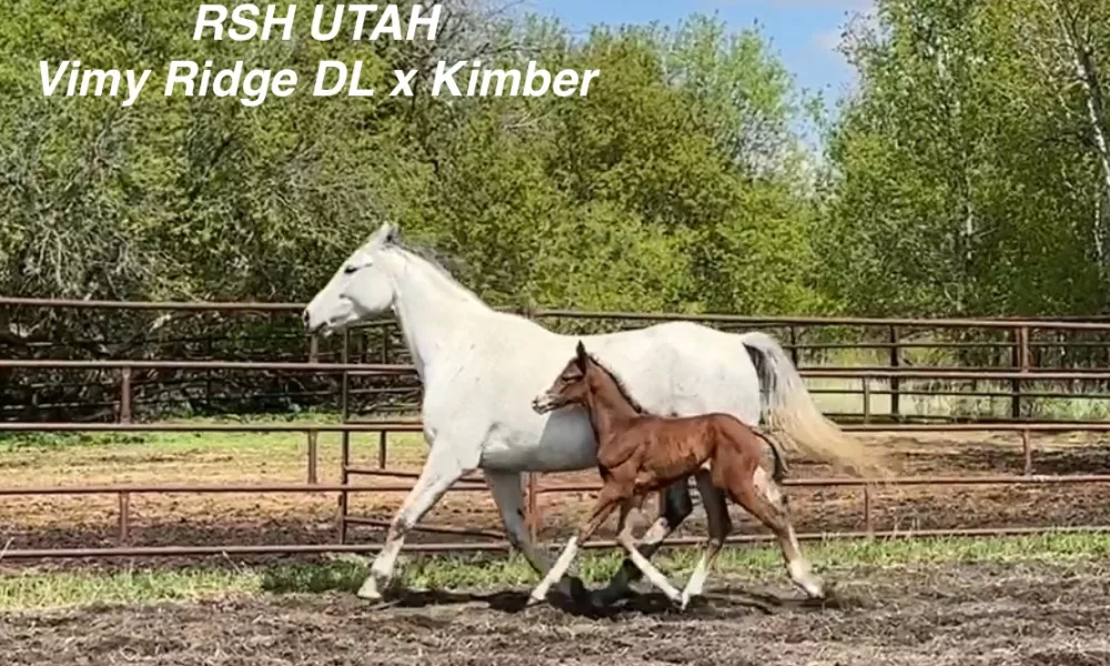 RSH Utah: 2024 Reg. CSHA filly Sire- Vimy Ridge D.L. x Kimber 