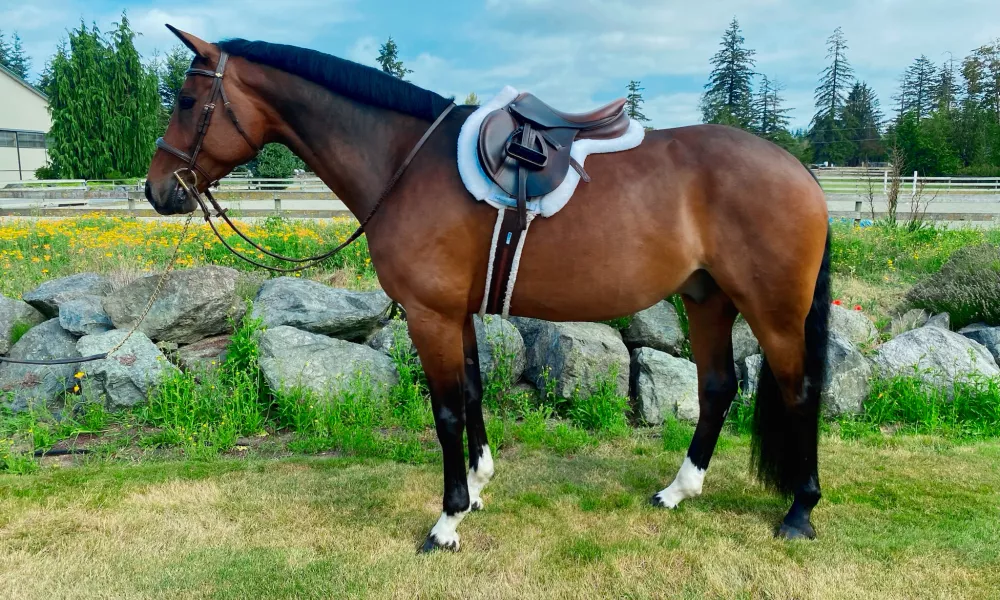 Hunter Gelding for Sale