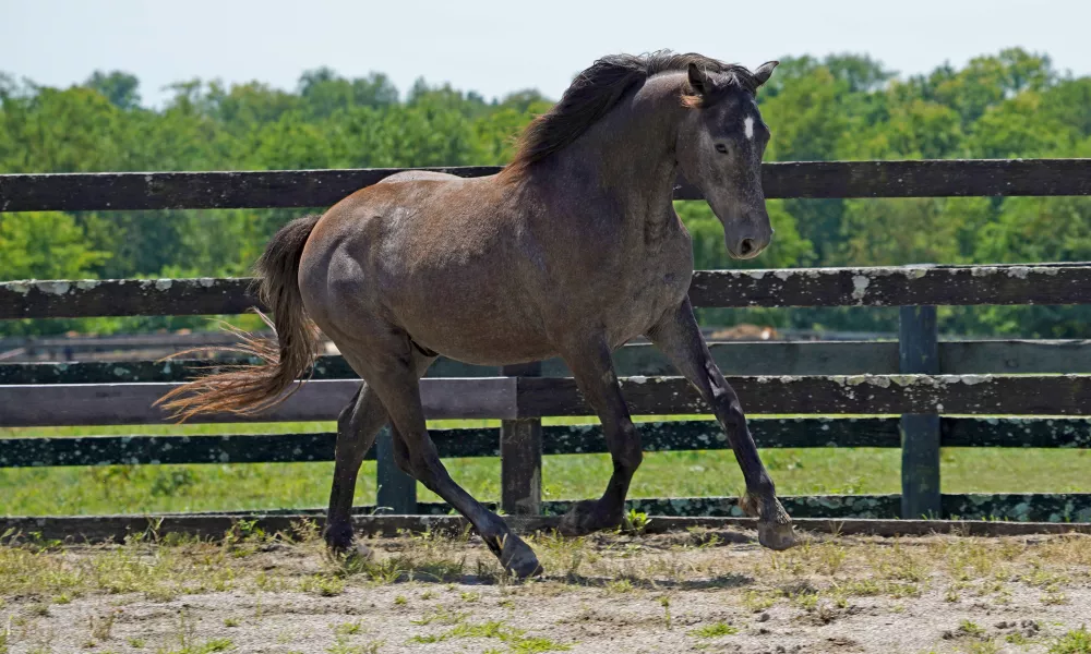 Cerulean Mick Swagger, IDSH gelding, 2022