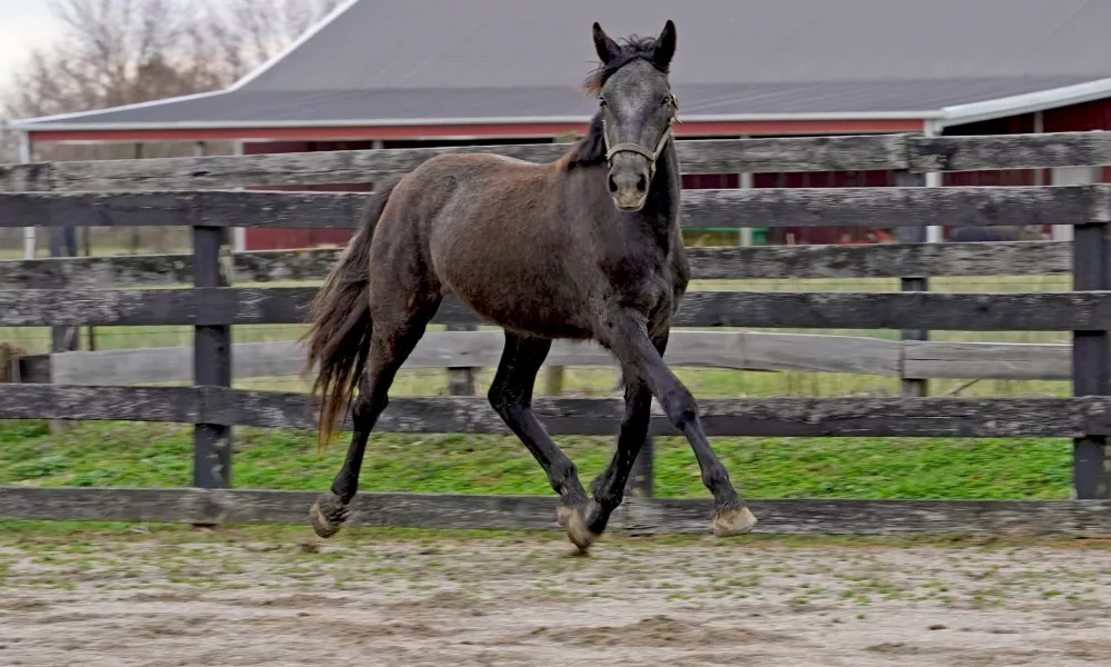 Cerulean Designer Pearls Purebred Irish Draught Filly, 2022