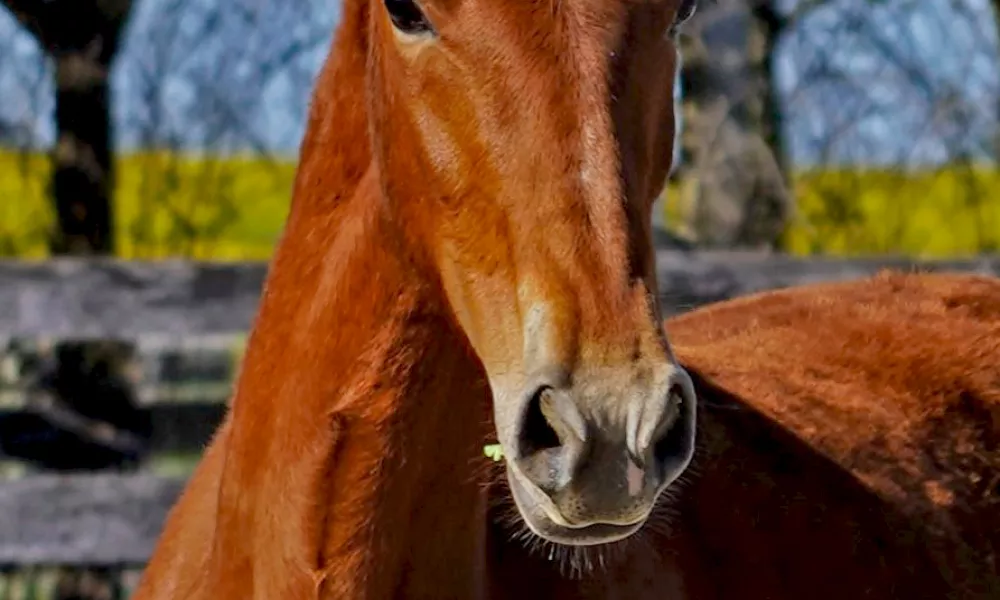 Cerulean Frankly Scarlett, Purebred ID Filly, 2023