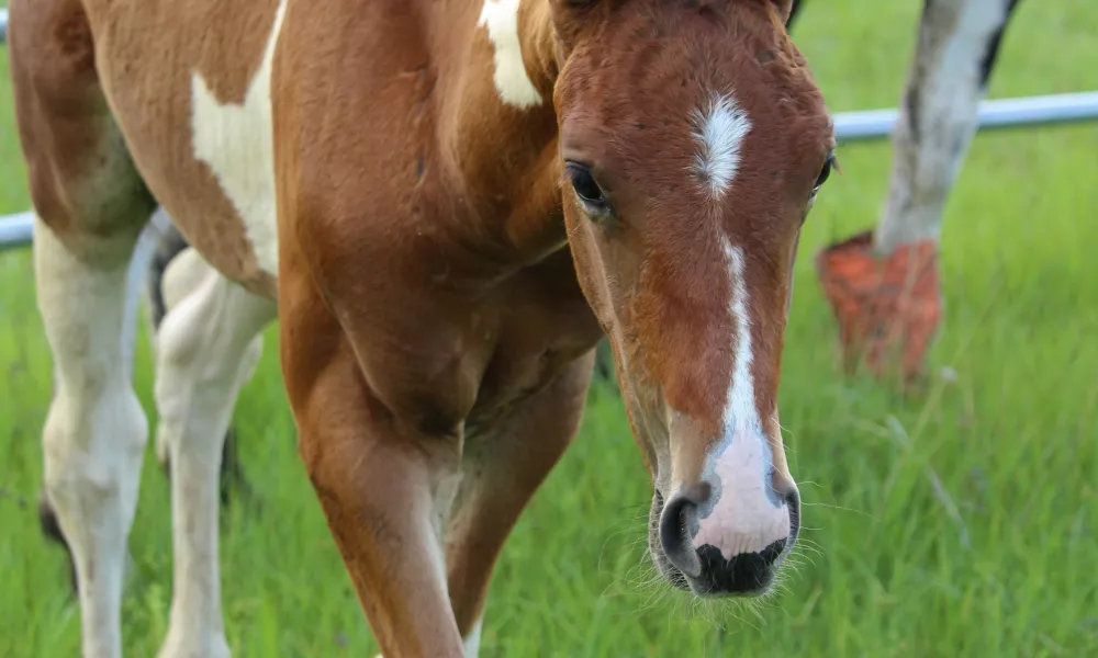 Lovely Pinto Dutch Warmblood colt